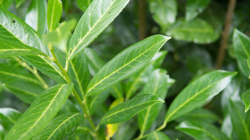 Prunus laurocerasus 'Caucasica' leaves