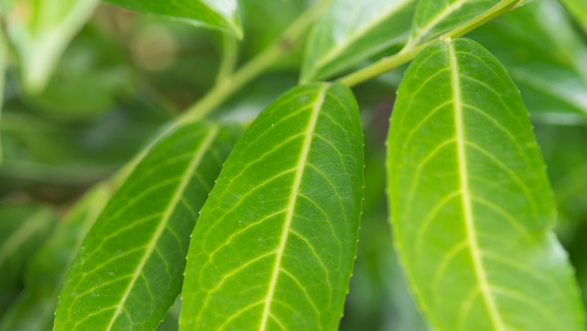 Prunus laurocerasus 'Caucasica' leaves