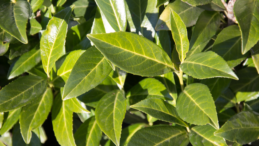 Prunus laurocerasus 'Caucasica' leaves