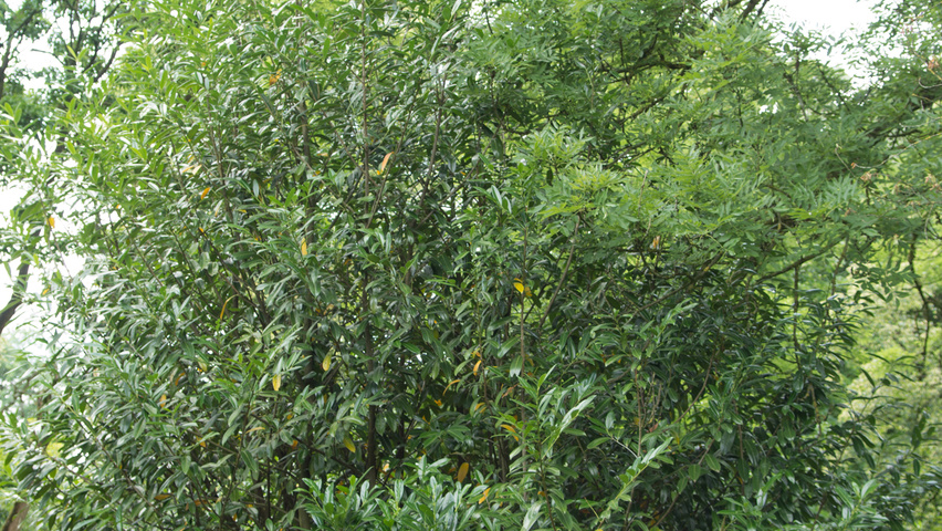 Prunus laurocerasus 'Caucasica' solitary shrubs