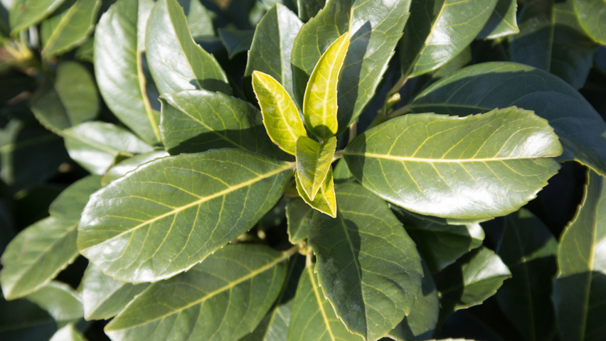 Prunus laurocerasus 'Anbri' blad