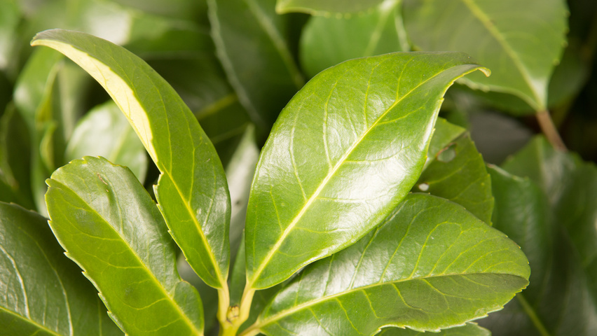 Prunus laurocerasus 'Anbri' blad