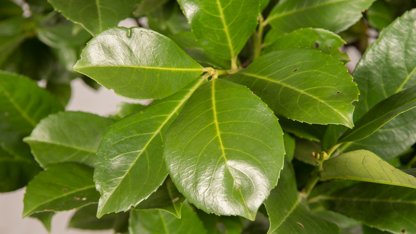 Prunus laurocerasus 'Anbri' blad