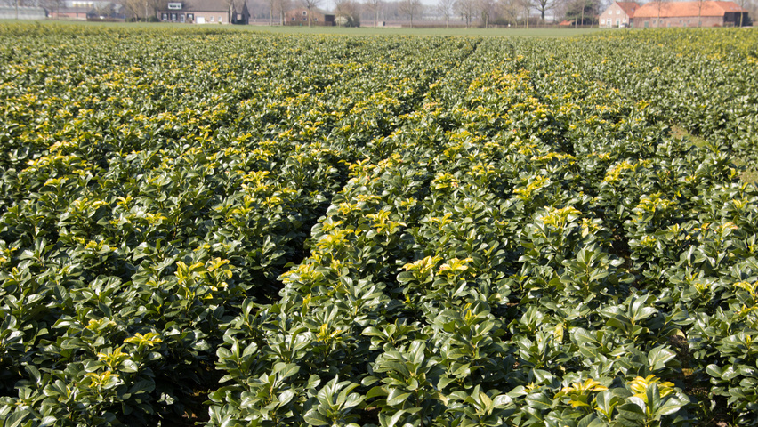 Prunus laurocerasus 'Anbri' solitair heesters