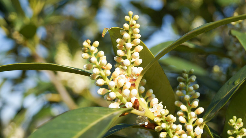Prunus laurocerasus 'Herbergii' цветки