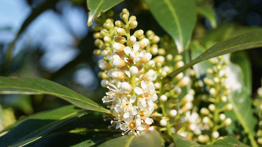 Prunus laurocerasus 'Herbergii' цветки