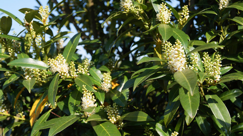 Prunus laurocerasus 'Herbergii' цветки