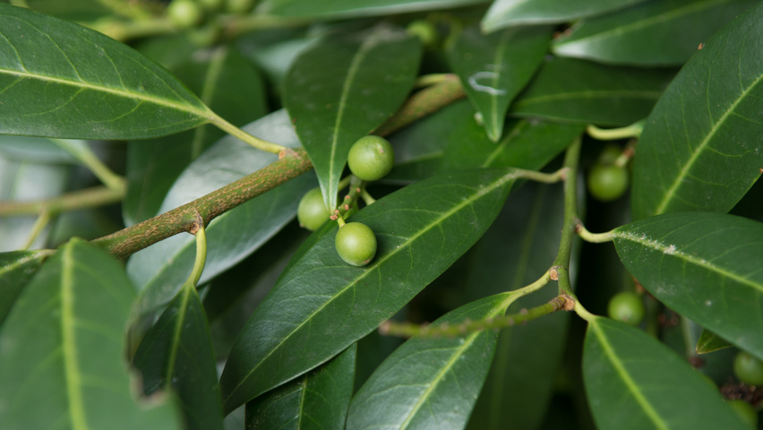 Prunus laurocerasus 'Herbergii' плоды
