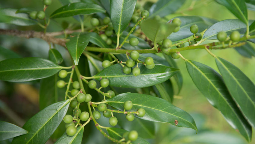 Prunus laurocerasus 'Herbergii' плоды