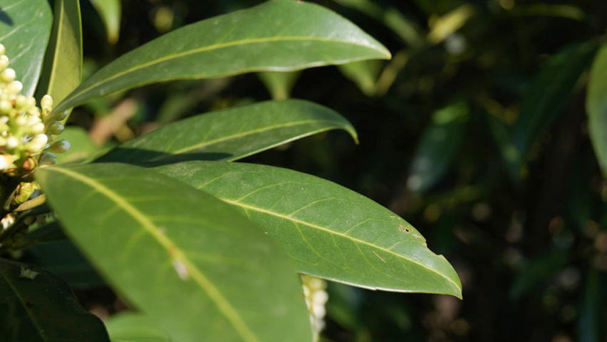 Prunus laurocerasus 'Herbergii' листья