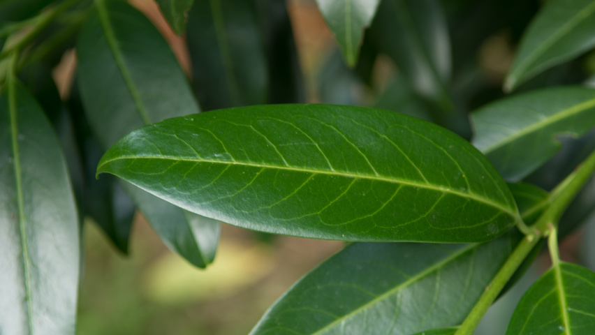 Prunus laurocerasus 'Herbergii' листья