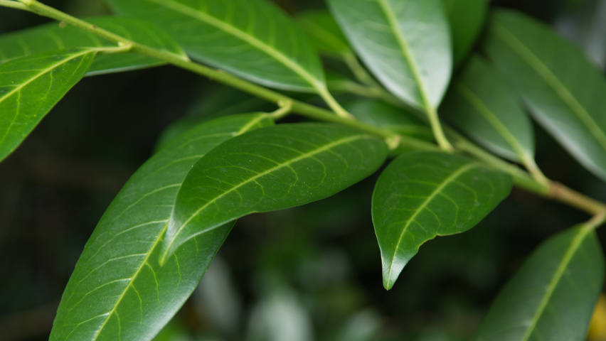 Prunus laurocerasus 'Herbergii' листья