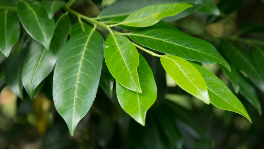Prunus laurocerasus 'Herbergii' листья