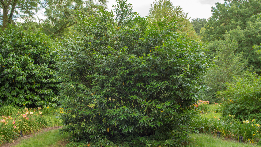 Prunus laurocerasus 'Herbergii' Кустарники-солитеры
