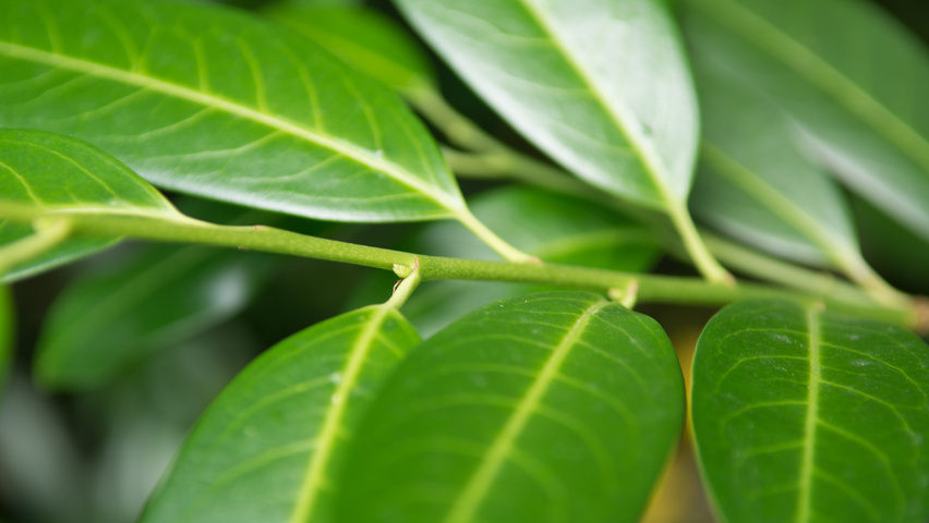 Prunus laurocerasus 'Herbergii' ветви