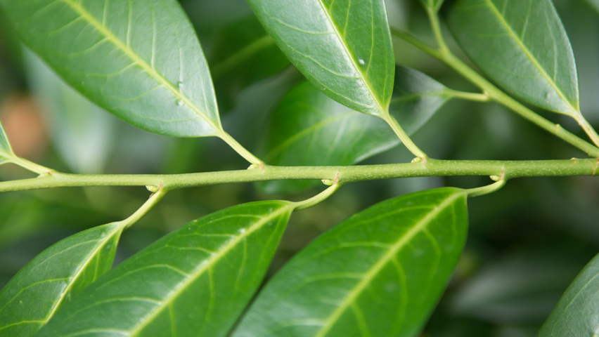 Prunus laurocerasus 'Herbergii' ветви