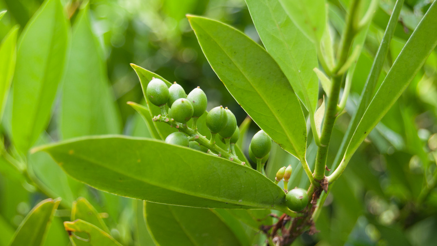 Prunus laurocerasus 'Otto Luyken' owoce