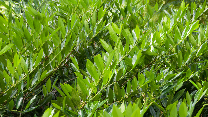 Prunus laurocerasus 'Otto Luyken' liście
