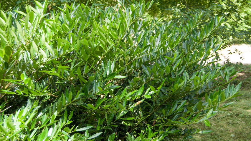 Prunus laurocerasus 'Otto Luyken' krzewy soliterowe