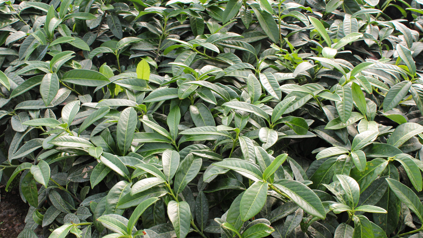 Prunus laurocerasus 'Polster' blad