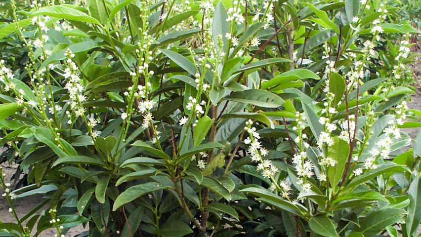 Prunus laurocerasus 'Reynvaanii' krzewy soliterowe