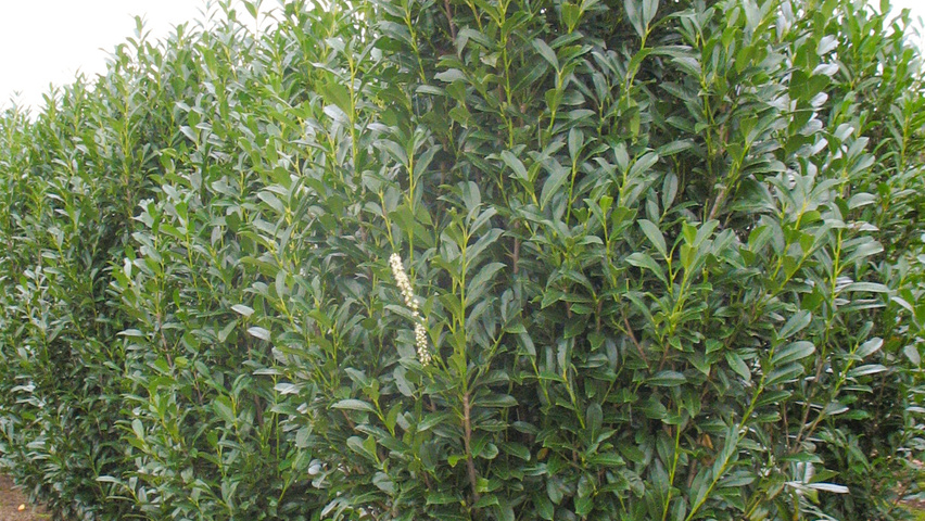 Prunus laurocerasus 'Reynvaanii' krzewy soliterowe