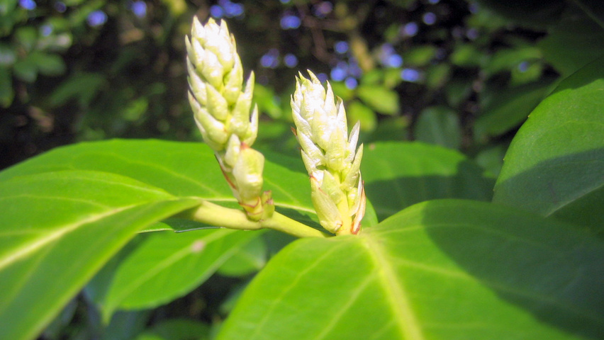 Prunus laurocerasus 'Rotundifolia' flowers