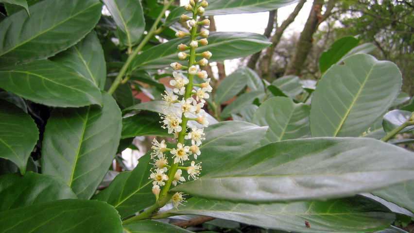 Prunus laurocerasus 'Rotundifolia' flowers