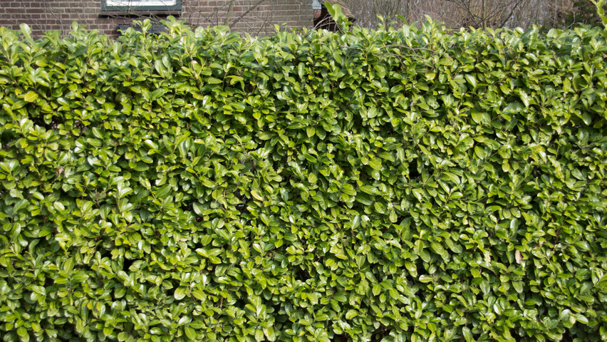 Prunus laurocerasus 'Rotundifolia' hedge