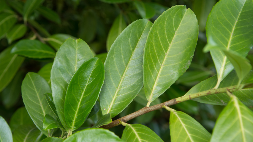 Prunus laurocerasus 'Rotundifolia' leaves
