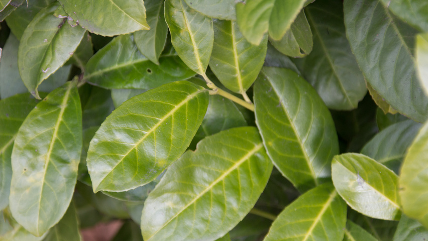 Prunus laurocerasus 'Rotundifolia' leaves