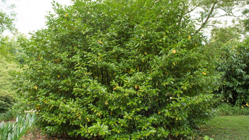 Prunus laurocerasus 'Rotundifolia' solitary shrubs