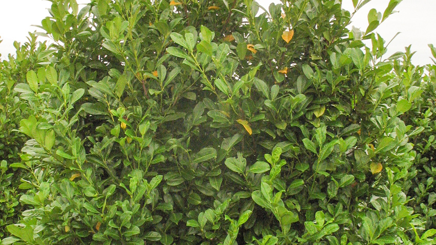 Prunus laurocerasus 'Rotundifolia' solitary shrubs