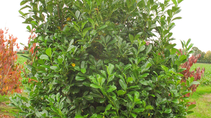 Prunus laurocerasus 'Rotundifolia' solitary shrubs