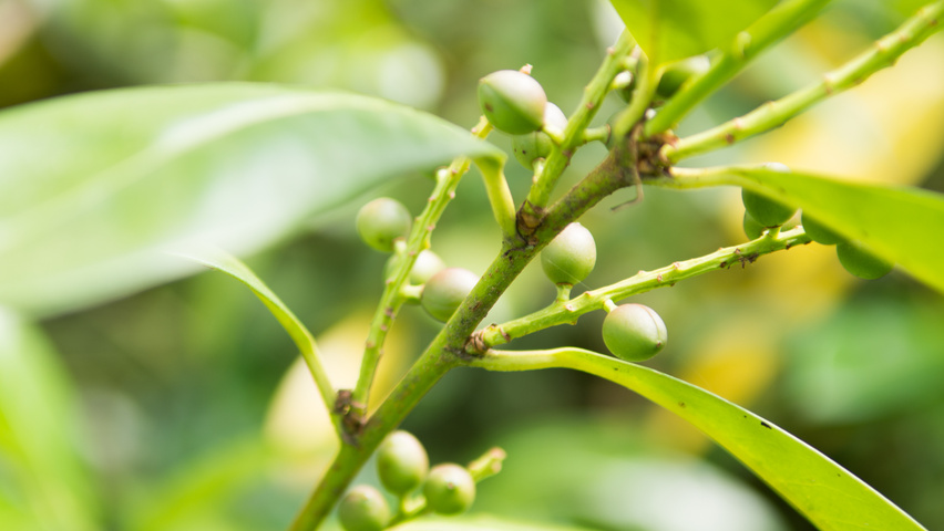 Prunus laurocerasus 'Schipkaensis' owoce