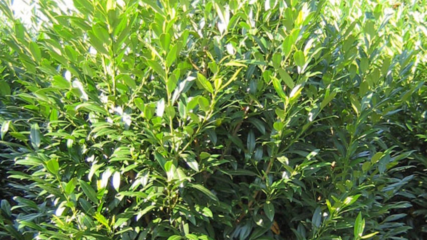 Prunus laurocerasus 'Schipkaensis' krzewy soliterowe
