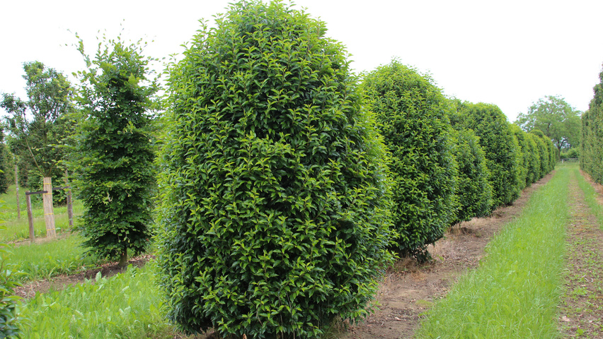 Prunus lusitanica 'Angustifolia' bijenkorf