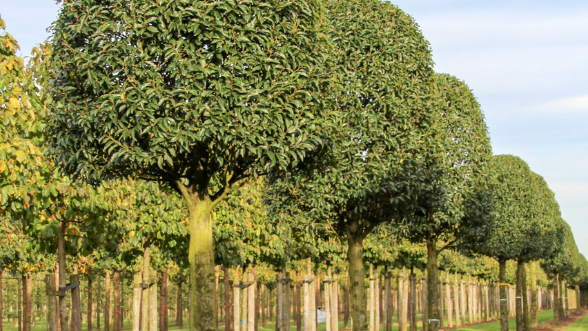 Prunus lusitanica 'Angustifolia' bijenkorf