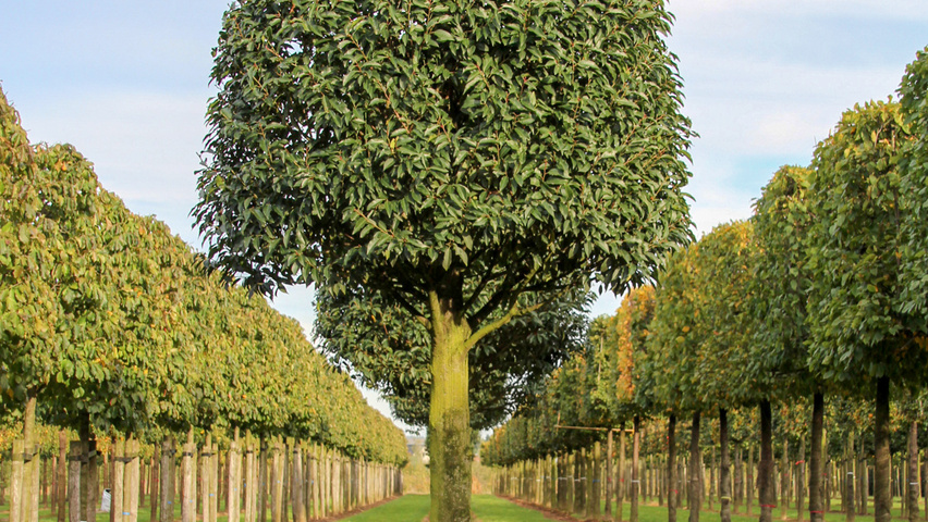Prunus lusitanica 'Angustifolia' bijenkorf