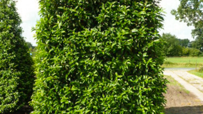 Prunus lusitanica 'Angustifolia' blok