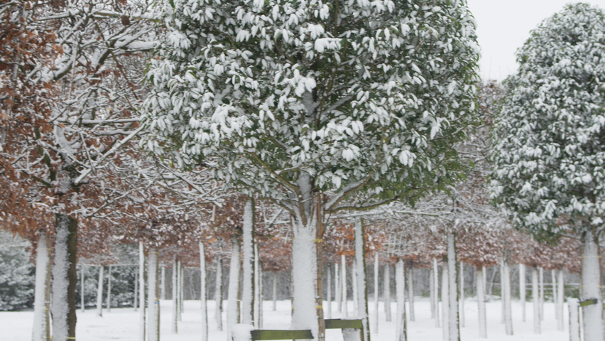 Prunus lusitanica 'Angustifolia' kegel