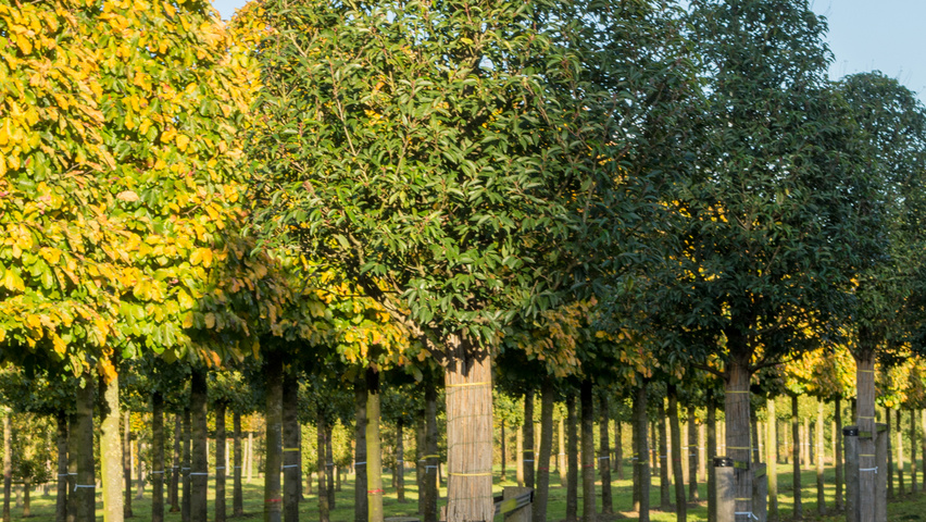 Prunus lusitanica 'Angustifolia' kegel