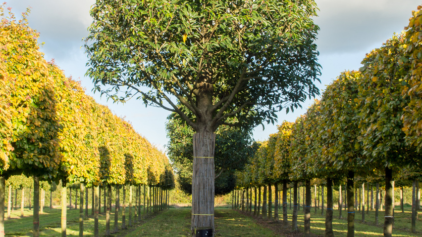 Prunus lusitanica 'Angustifolia' kegel