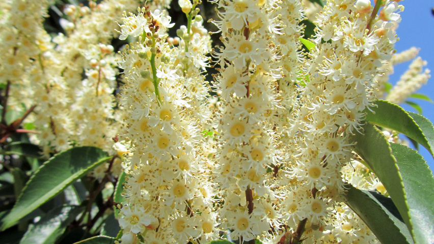 Prunus lusitanica 'Angustifolia' bloem