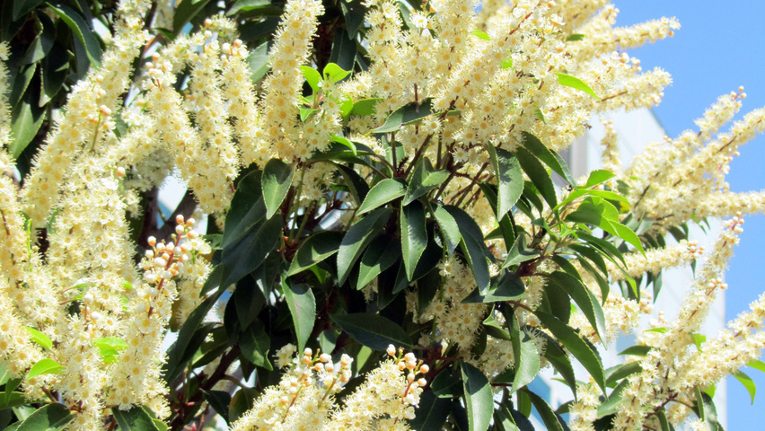 Prunus lusitanica 'Angustifolia' bloem