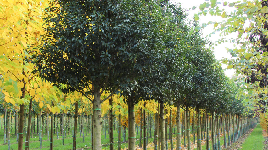 Prunus lusitanica 'Angustifolia' hoogstam