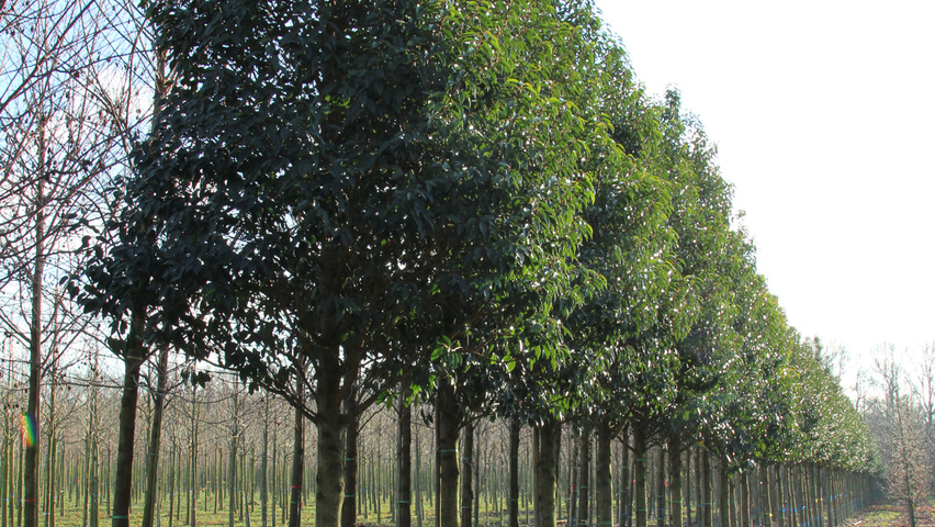 Prunus lusitanica 'Angustifolia' hoogstam