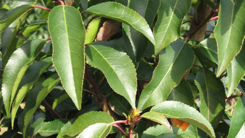 Prunus lusitanica 'Angustifolia' blad