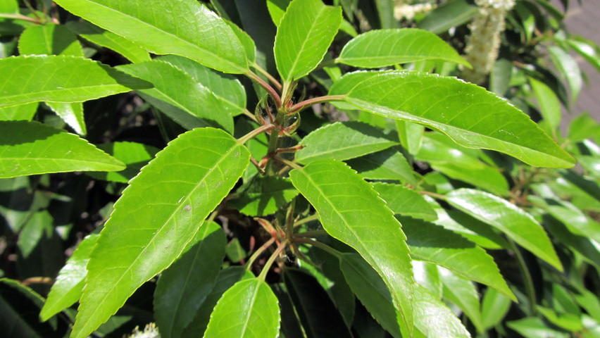 Prunus lusitanica 'Angustifolia' blad