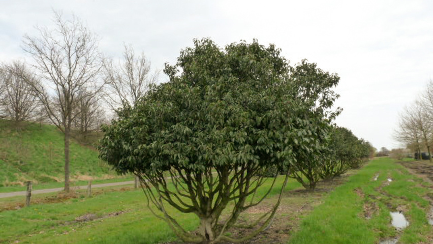 Prunus lusitanica 'Angustifolia' meerstammig